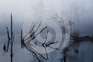 Foggy Swamp photo