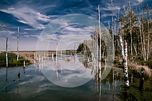 Foggy swamps in autumn. Cold melancholic landscape with water va