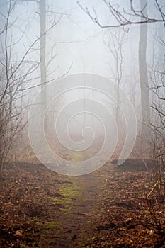 Foggy Trail, Morning on the Appalachian Trail