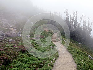 Foggy Trail at Mount Rainier National Park