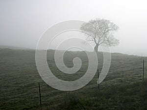 Foggy Tree photo