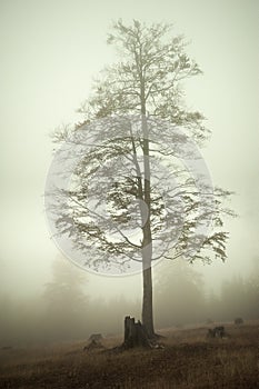 Foggy tree