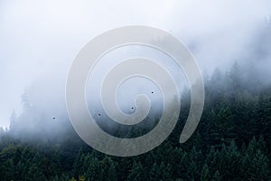 foggy tree tops with birds flying by