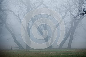 Foggy Trees