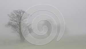 Foggy trees