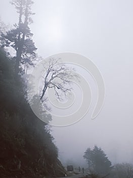 Foggy trees, Bhutan