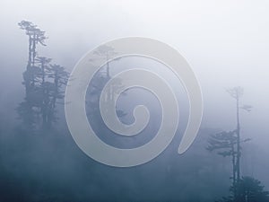 Foggy trees, Bhutan