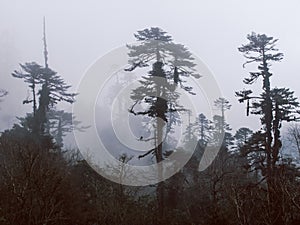 Foggy trees, Bhutan