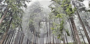 Foggy trees in the Czech mountains