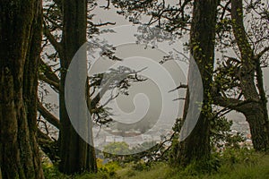 Foggy trees in downtown San Francisco