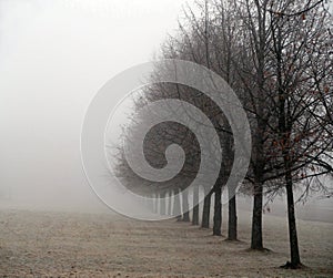 Foggy trees