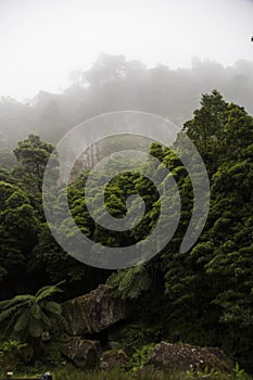 Foggy tropical forest tree tops