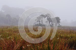 Foggy Tropical Grassland Full of Spiders\' Webs