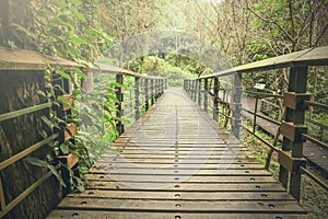 Foggy tropical rain forest pathway trail