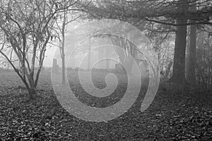 Foggy View of a Mountain Garden