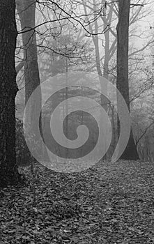 Foggy View of a Mountain Trail