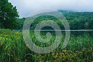 A Foggy View of reeds by Abbott Lake, Peaks of Otter