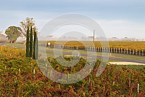 Foggy view of vineyard in the morning in Coonawarra winery region during Autumn in South Australia