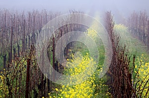 Foggy Vineyard