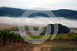 Foggy Vineyard in Autumn