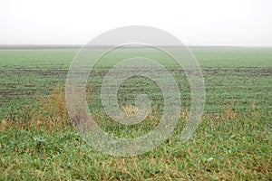 A foggy weat field near an old rural road on a rainy autumn day