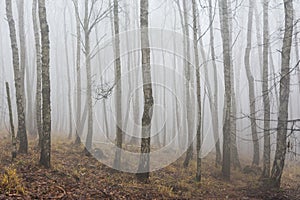 Foggy weather in the forest