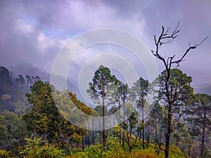 Foggy weather nature Photography