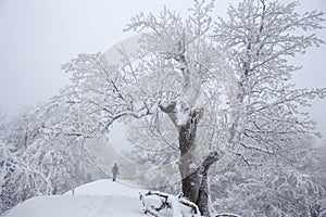 Mlhavý zimní den, muž s černou kapucí a monumentální starý strom