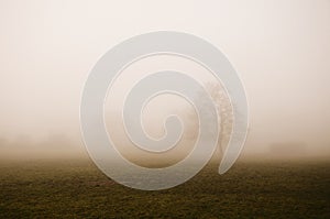 Foggy winter day in a park with lone tree in the foreground