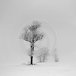 Foggy winter day.Trees on a field.