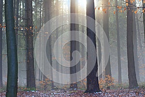 Sunlight through mist in crispy winter forest