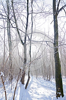 Foggy winter forest with barren trees