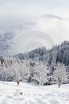 Foggy winter landscape