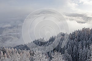 Foggy winter landscape