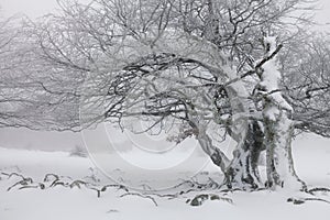 Foggy winter landscape in the forest