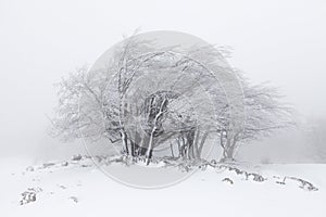 Foggy winter landscape in the forest