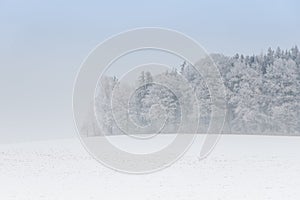 foggy winter landscape - frosty trees in snowy forest