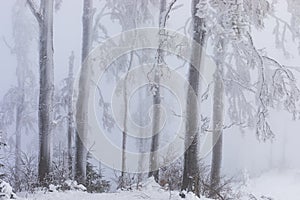 FOggy winter landscape with frozen trees