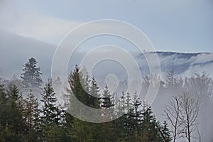 Foggy winter landscape - green trees in front of a mountain ridge with forest in fog