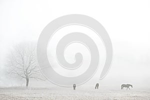 Foggy winter landscape with horses silhouettes