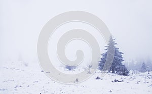 Foggy winter landscape with pinewood photo