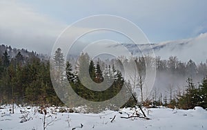 Foggy winter landscape - snowy glade with forest in fog in the background