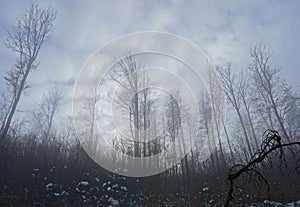 Foggy winter landscape - tall trees in fog