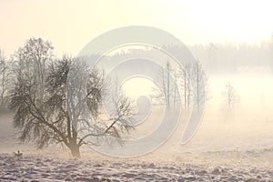 Foggy winter landscape with tree