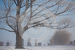 Foggy winter morning in a cemetery with hoarfrost on the trees, horizontal