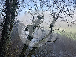 Foggy winter in PÃ©rigord, south of France