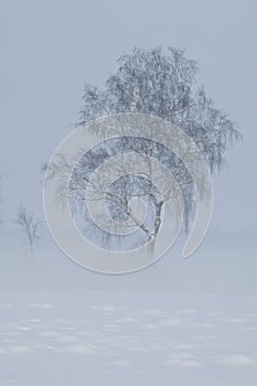 Foggy winter scenery