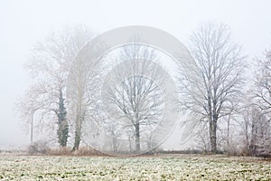 Foggy Winter Trees