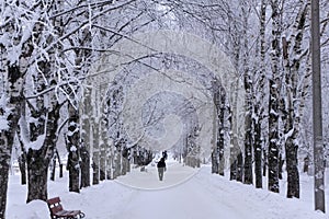 Foggy wintry morning in Saint-Petersburg Russia . People are walking to work on snow-covered avenue.