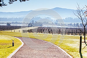 Foggy Yarra Valley During Winter in Australia